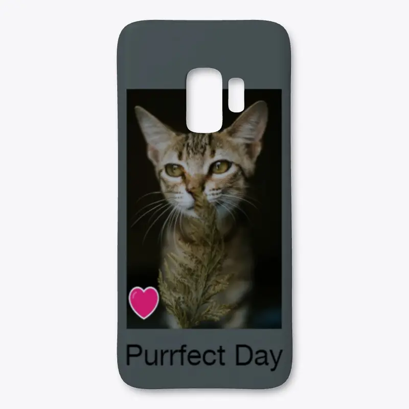 Purrfect Day Today!