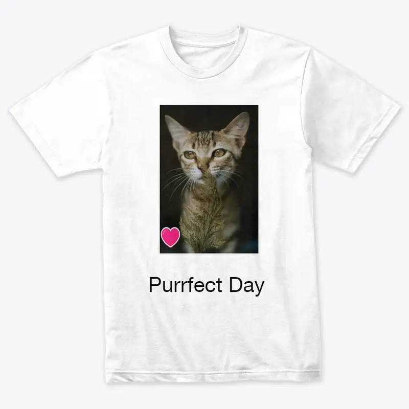 Purrfect Day Today!