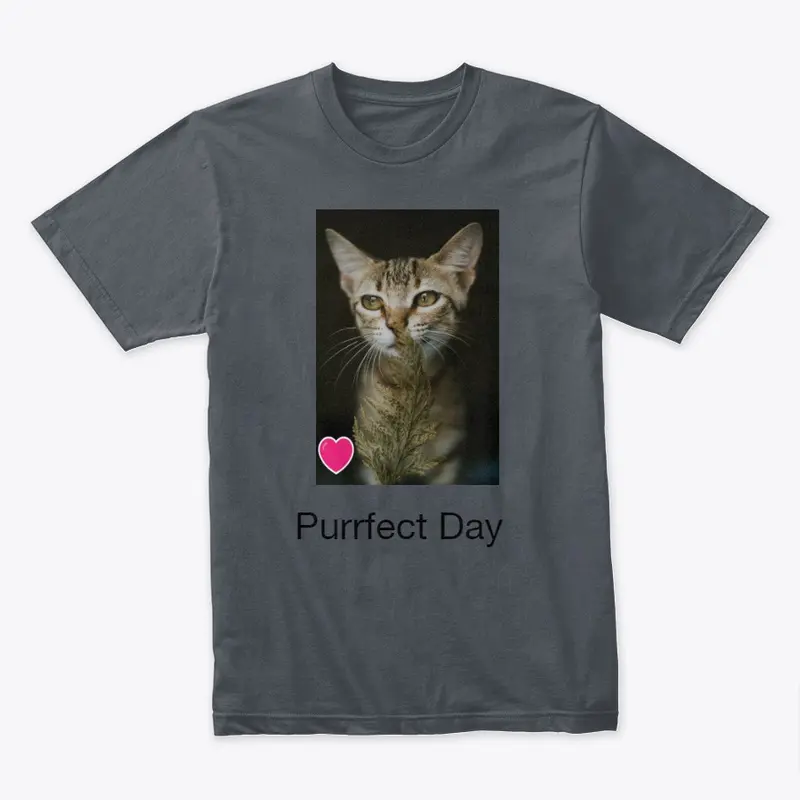 Purrfect Day Today!