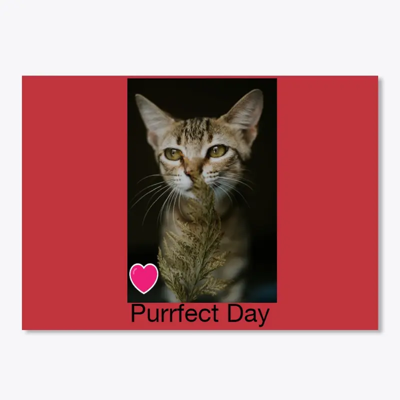 Purrfect Day Today!