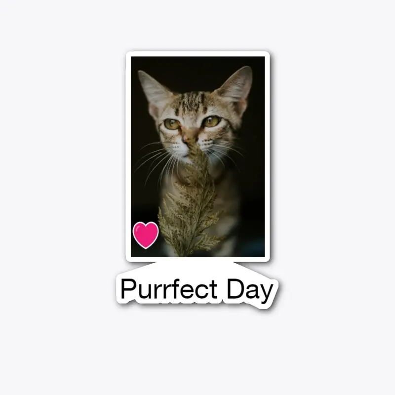 Purrfect Day Today!