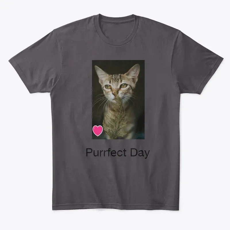 Purrfect Day Today!