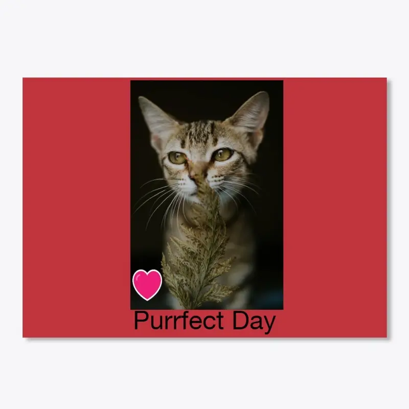 Purrfect Day Today!