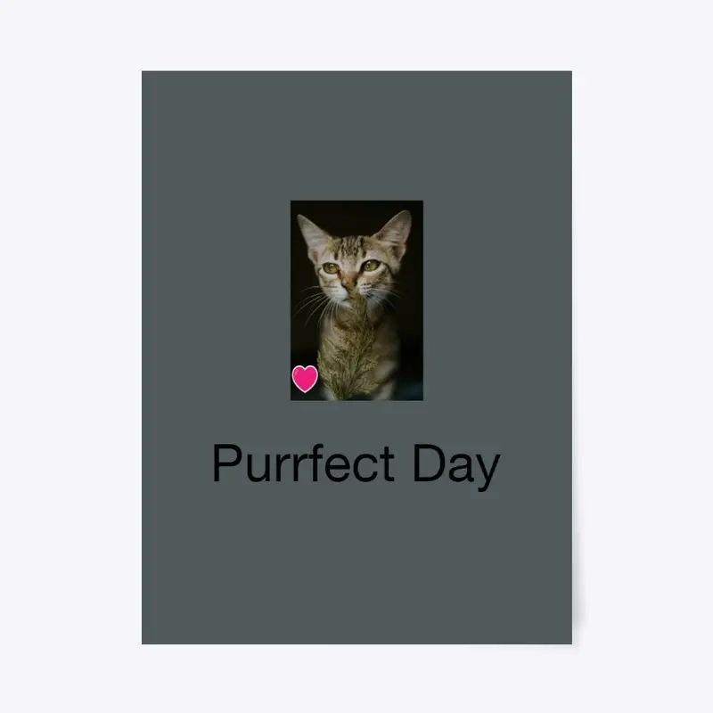 Purrfect Day Today!